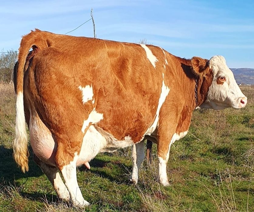 De vânzare două vaci balțate românești