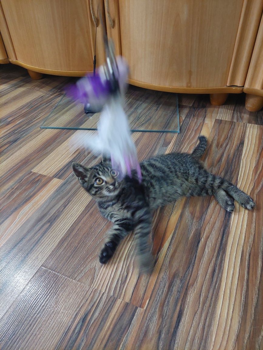 Котята, котик и кошечка