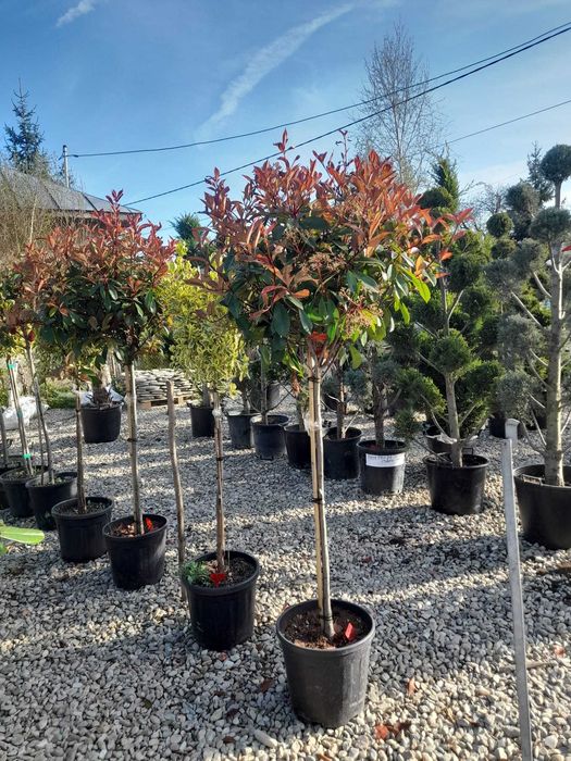 Plante ornamentale rezistente pentru grădini moderne