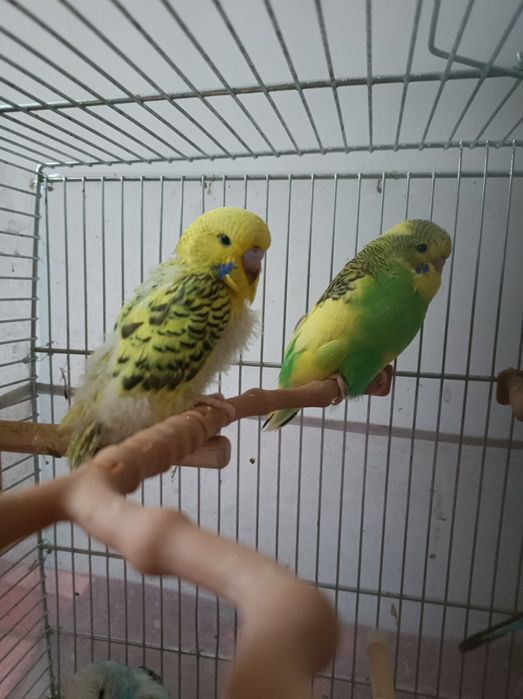 Peruși pui 2025 și perechi mature