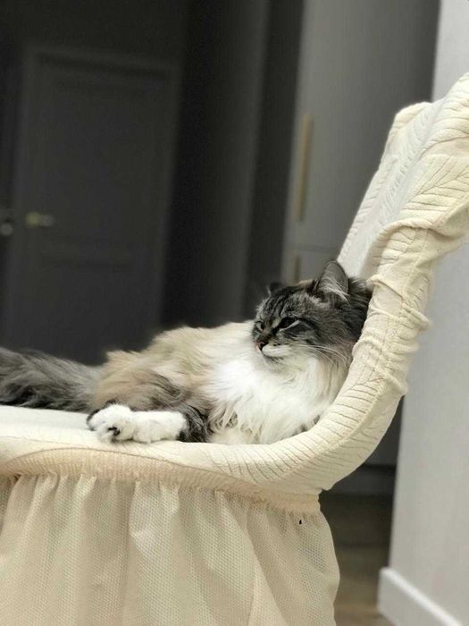 помесь сиамской и персидской кошки отдаем в добрые руки.