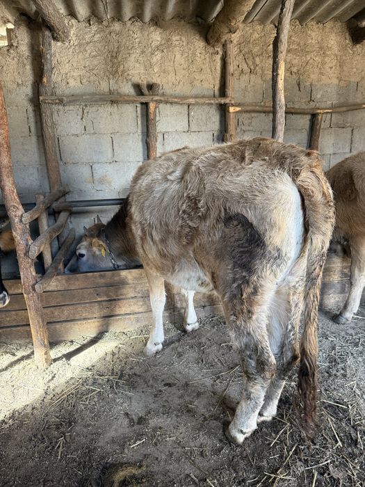 Семиз жас сиыр сатылады.Продам жирную молодую корову