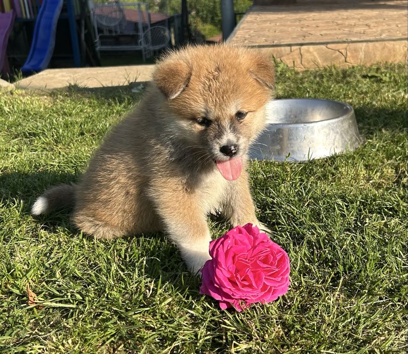 Akita inu japonez pedigree tip A