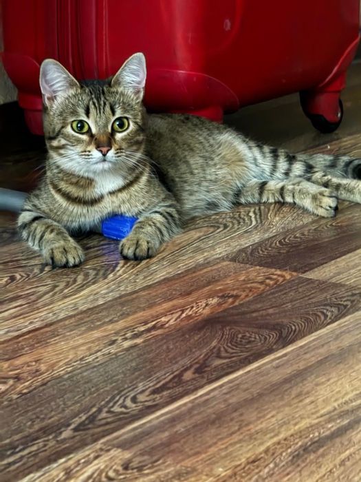 Пристраивается кошечка девочка