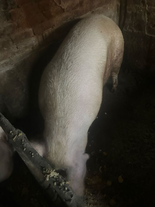 Свинята над 300 кг.