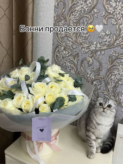 Продается Шотландский вислоухий