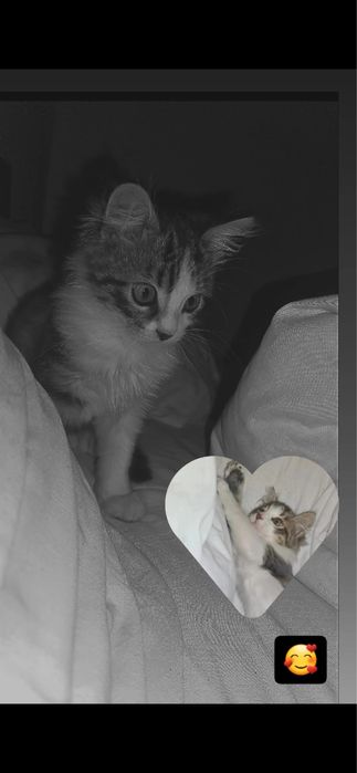 Подарявам малко коте