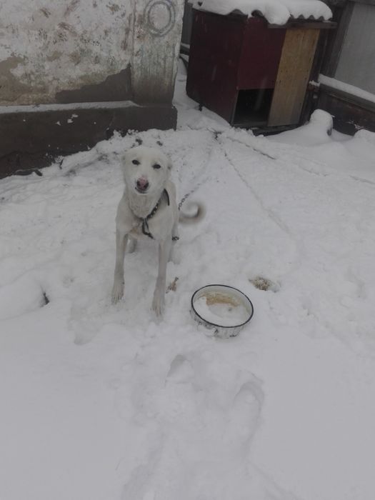 Отдам собаку в хорошие руки