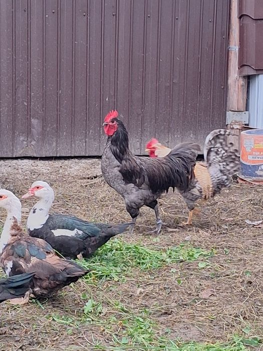 Cocosii araucana .marans.crem legbar. australorp