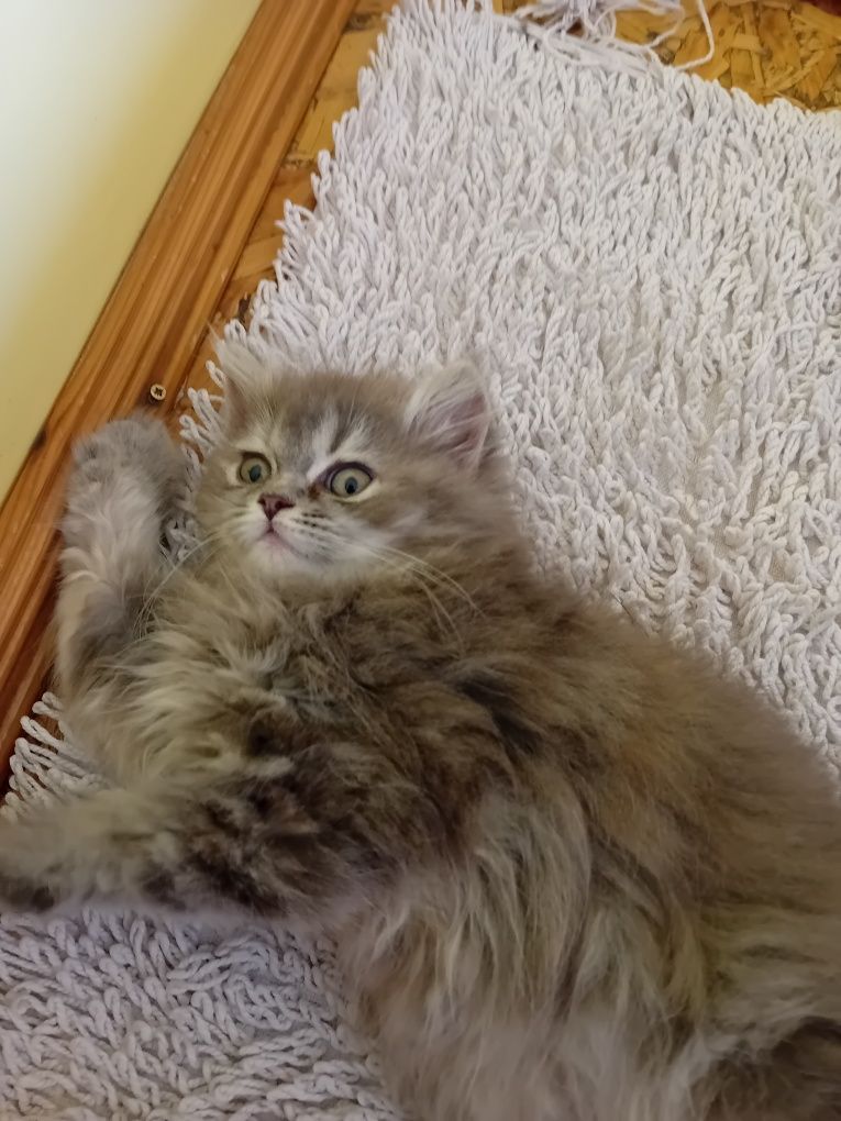 Персийски котки  на два месеца