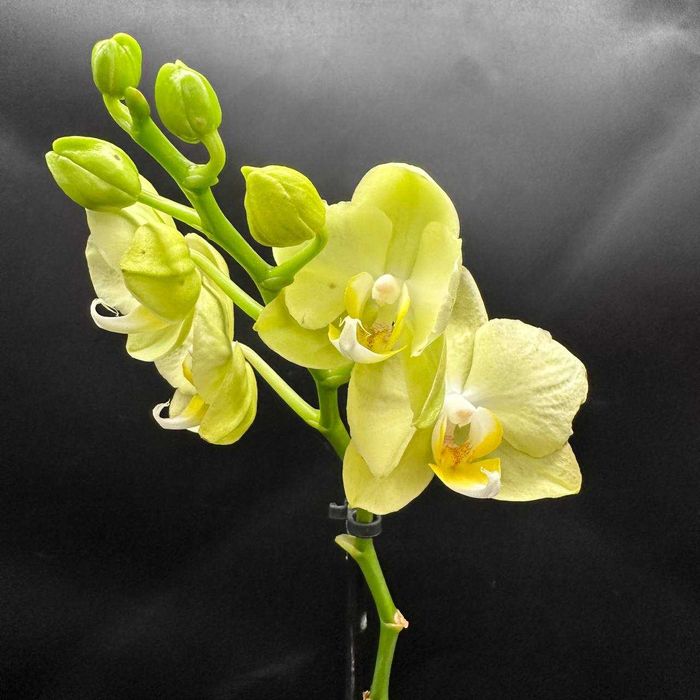 Орхидеи в огромном ассортименте