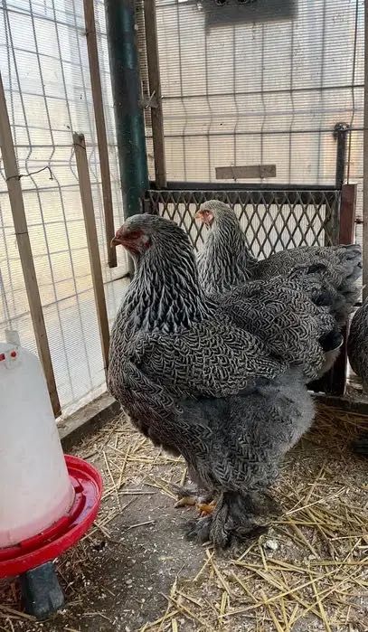 Pereche brahma herminat închis