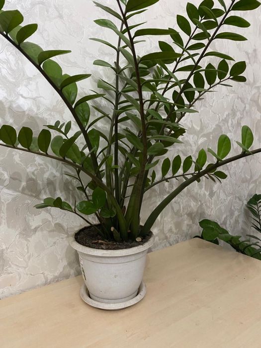 Комнатные растение