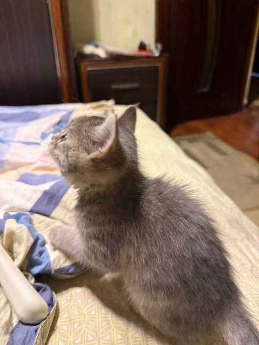 Страйт кошка /страйт