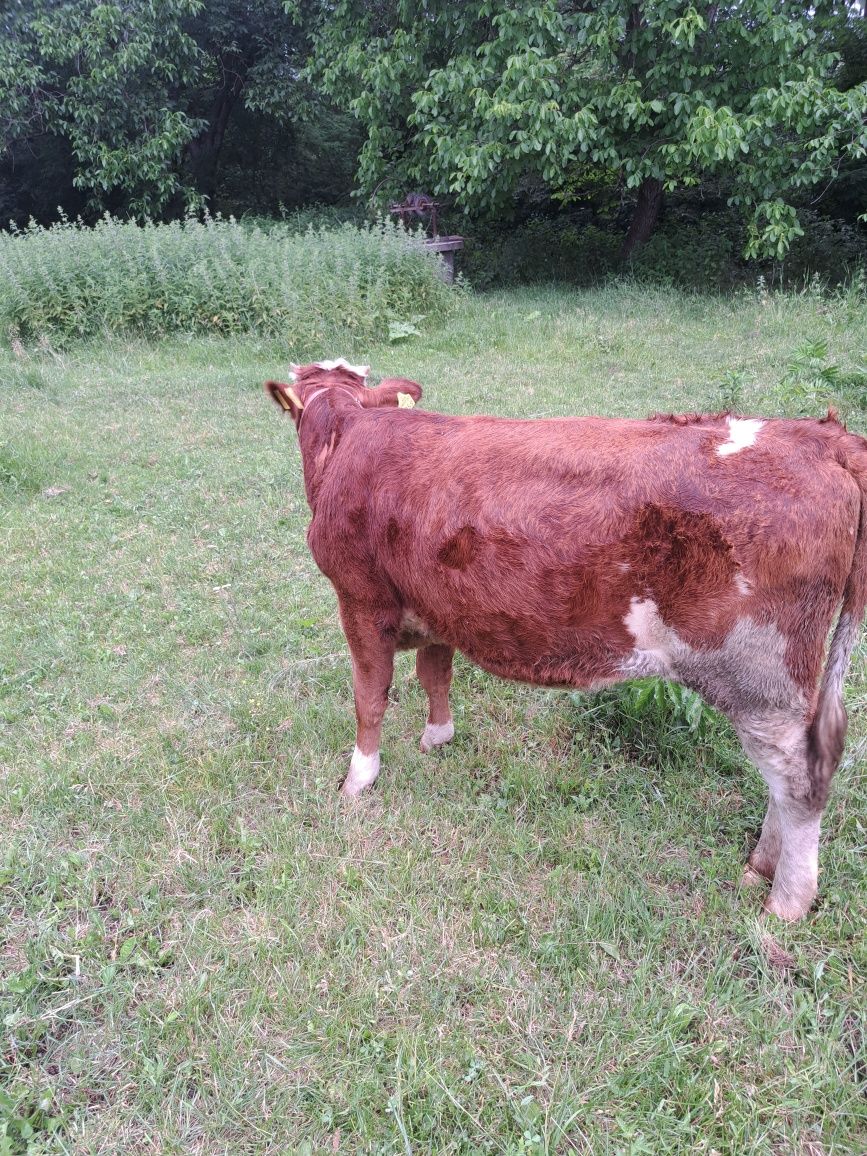 De vanzare vaca si junca