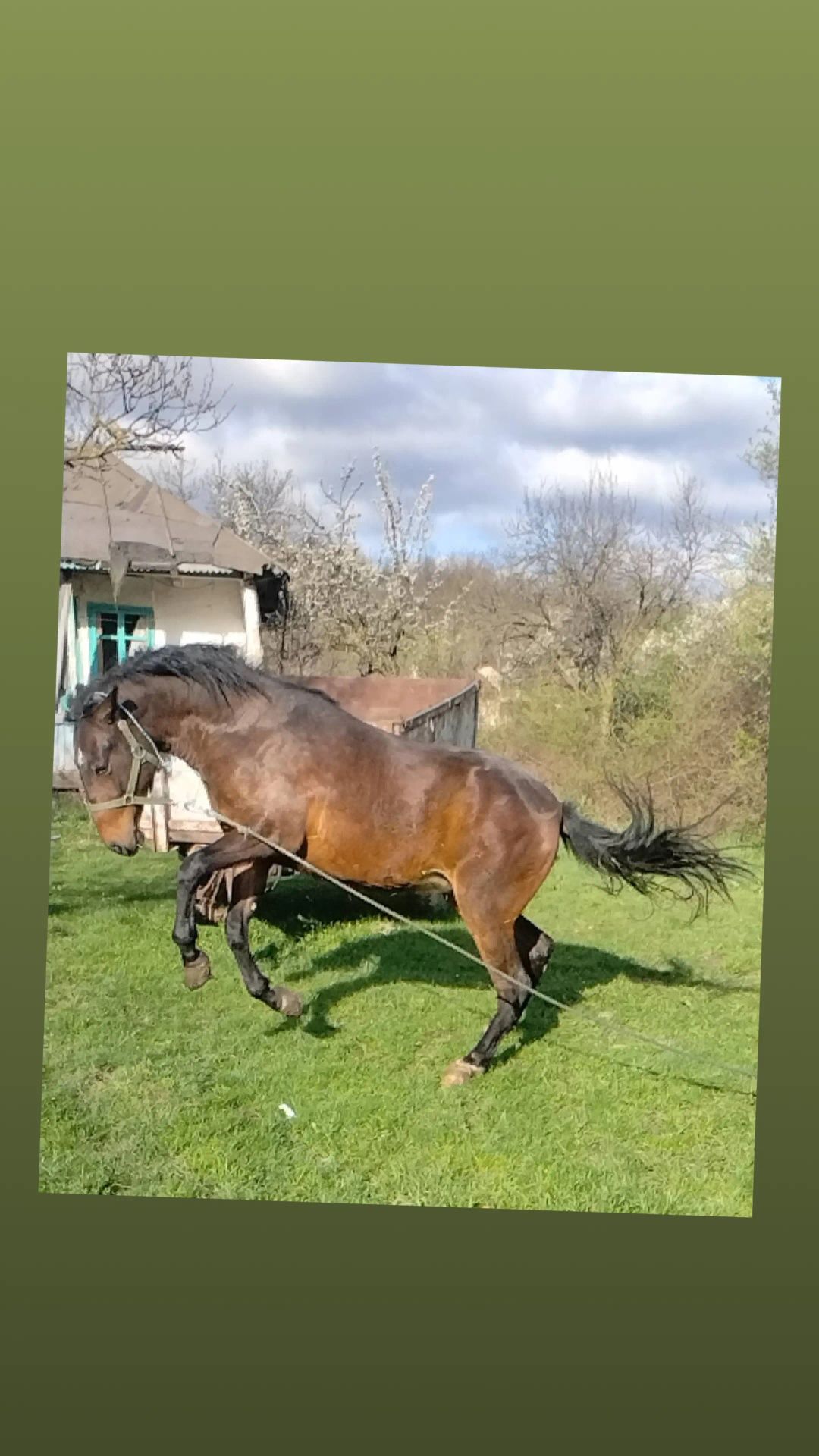 Vând mânză de 2 ani