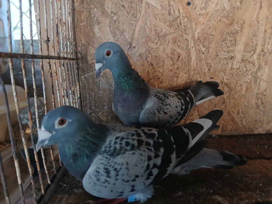 Porumbei voiajori de vanzare