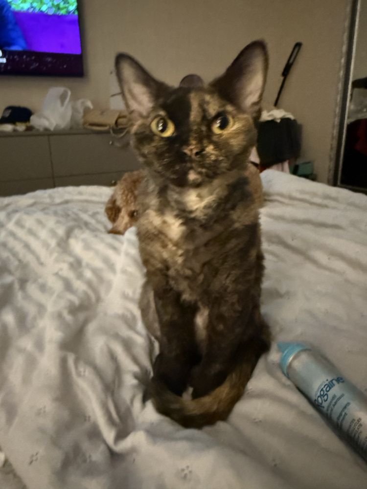Котка девон рекс