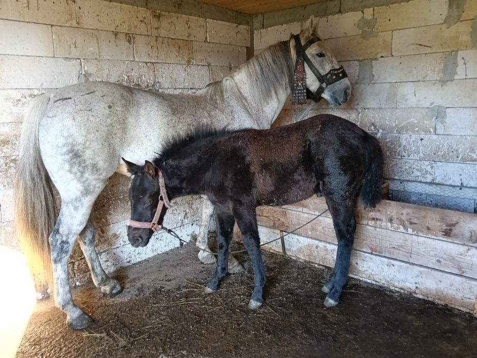 Iapă de vânzare vârstă 6 ani cu mânz de 3 luni !