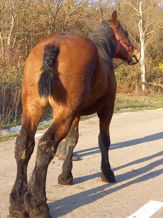 Manz greu de un an și 7 luni