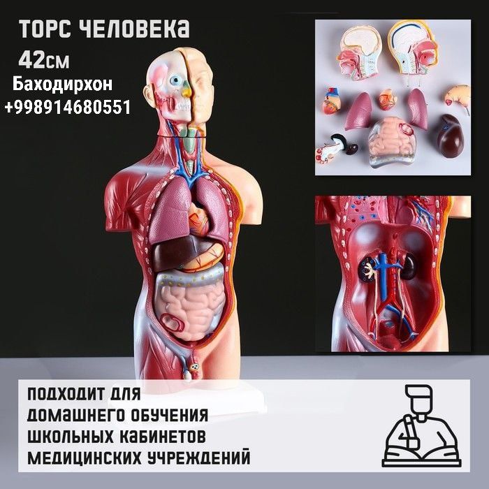 Торс человека, муляж скелета
