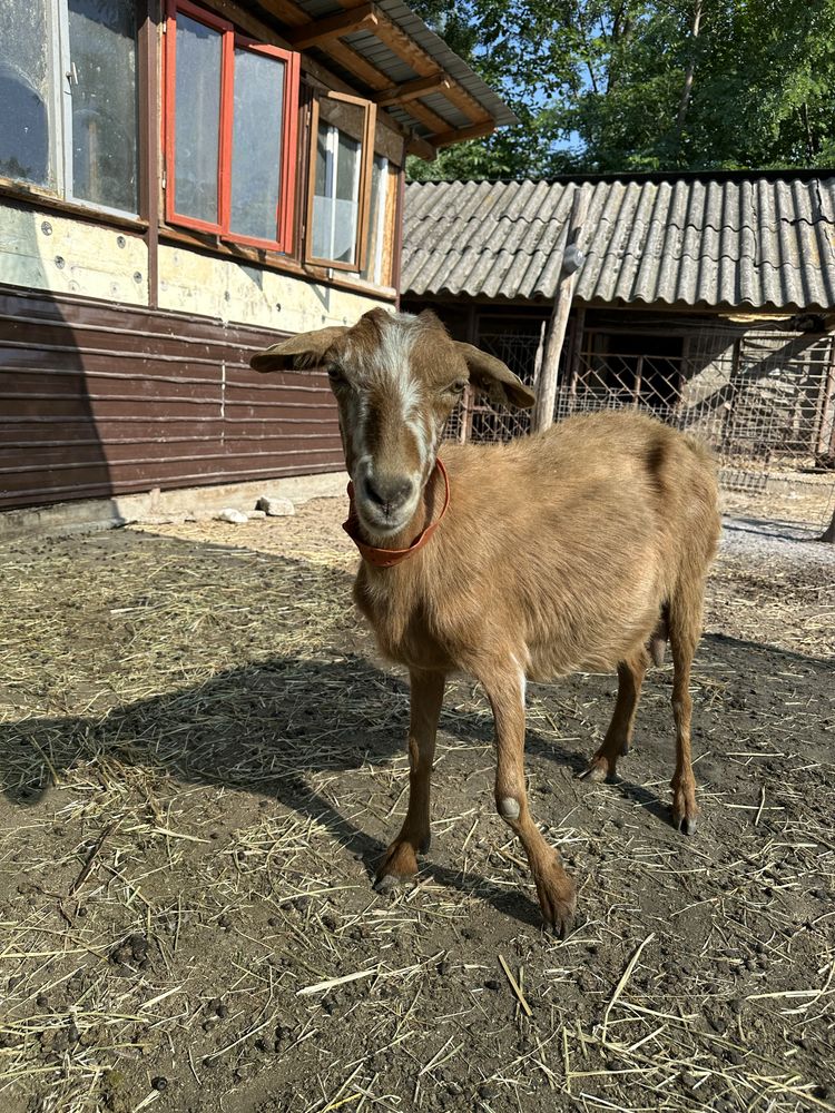 Disponibila capra in lactiatie cu iada dupa ea