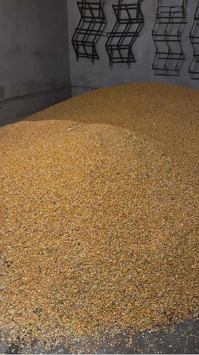 Porumb uscat recolta 2025 la pretul de 1 ron