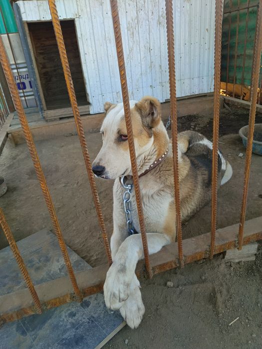 Отдам в хорошие руки