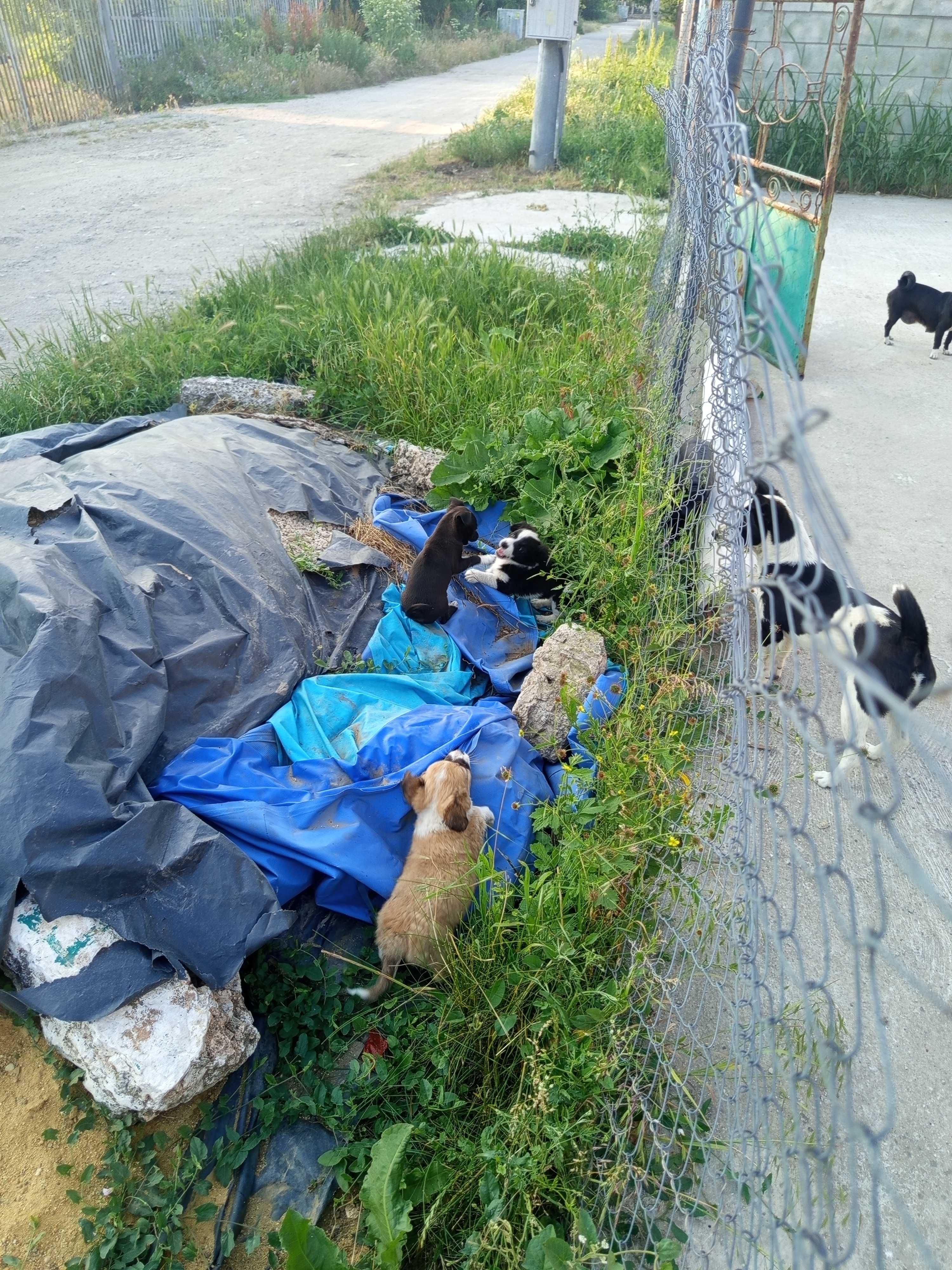 Продавам тези две кучета черно и бяло само