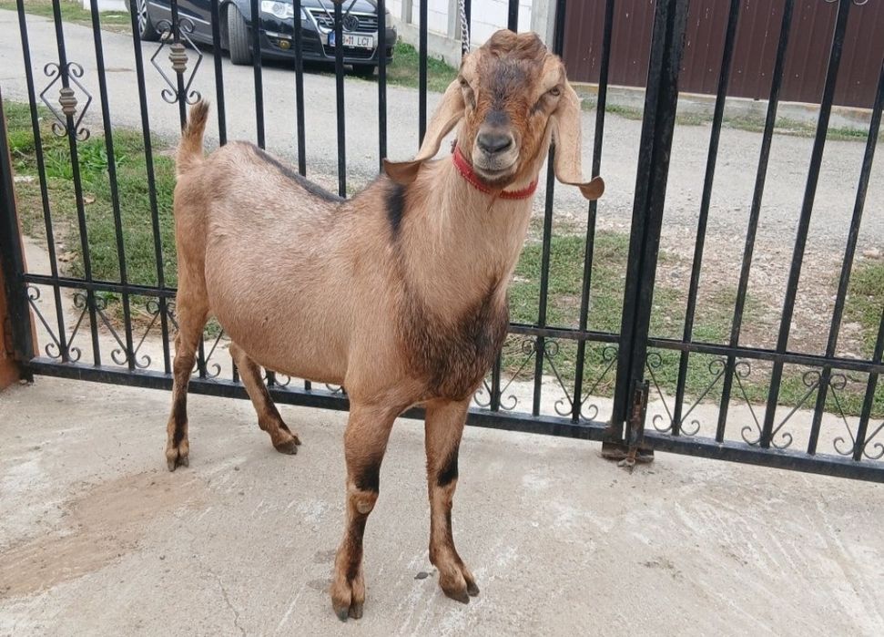 Vând țap anglo nubian