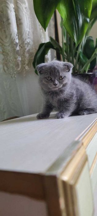 Sotiladi Scottish fold(stray) продажа скоттиш фолд[страй)