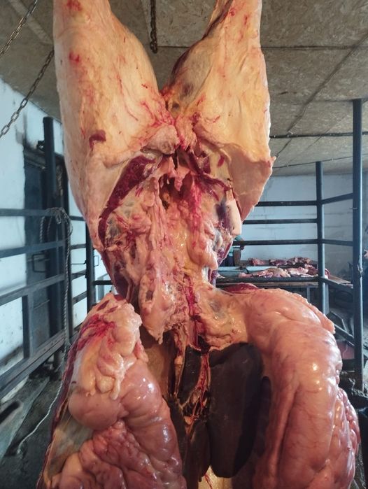 Согым.аяктап жарты жылкы.тутас сойып беремыз.