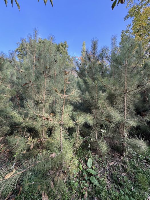 Кирим сасна арчалари сотилади