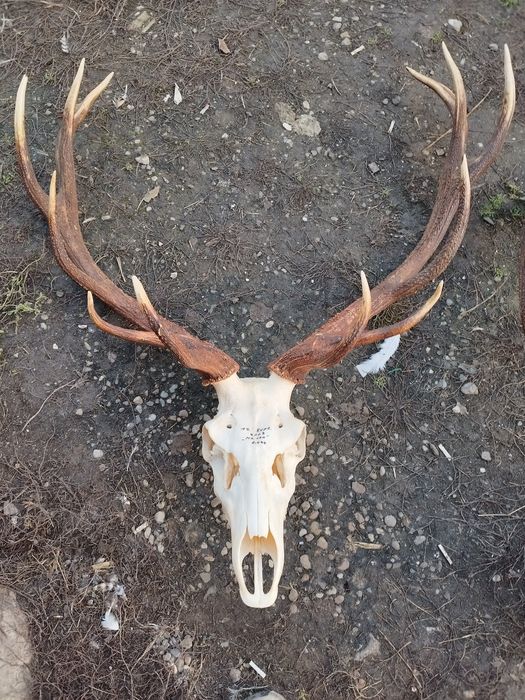 Trofee de vânzare 1500 lei cerb 2000 lei muflon