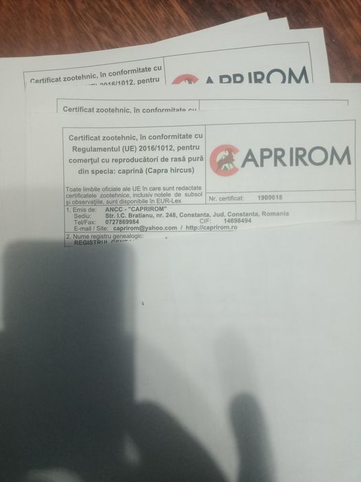 Vând capre tinere albe ,rasa sanen și alba de banat