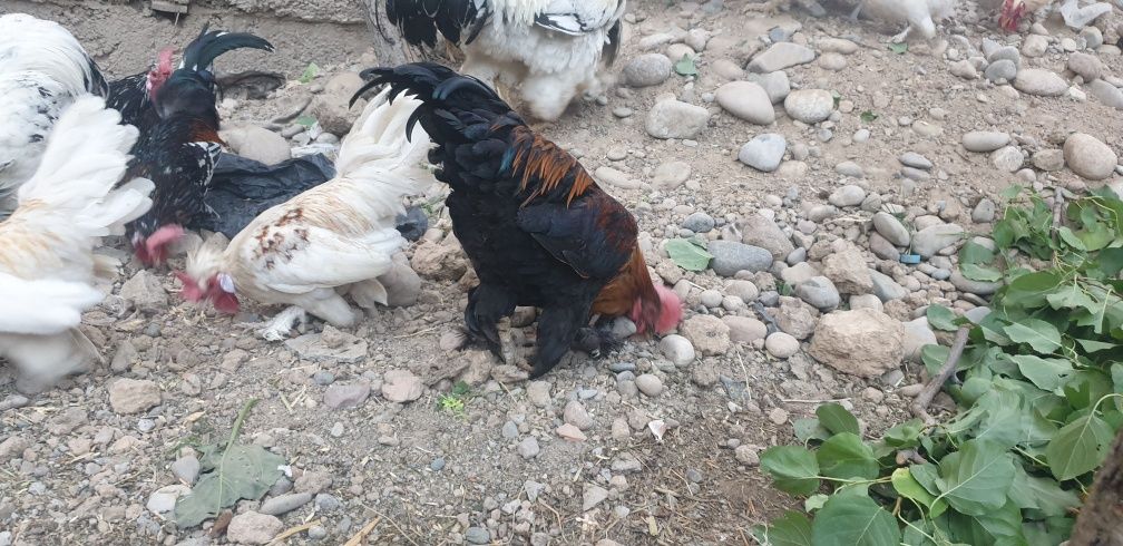 Продаются Маран петух