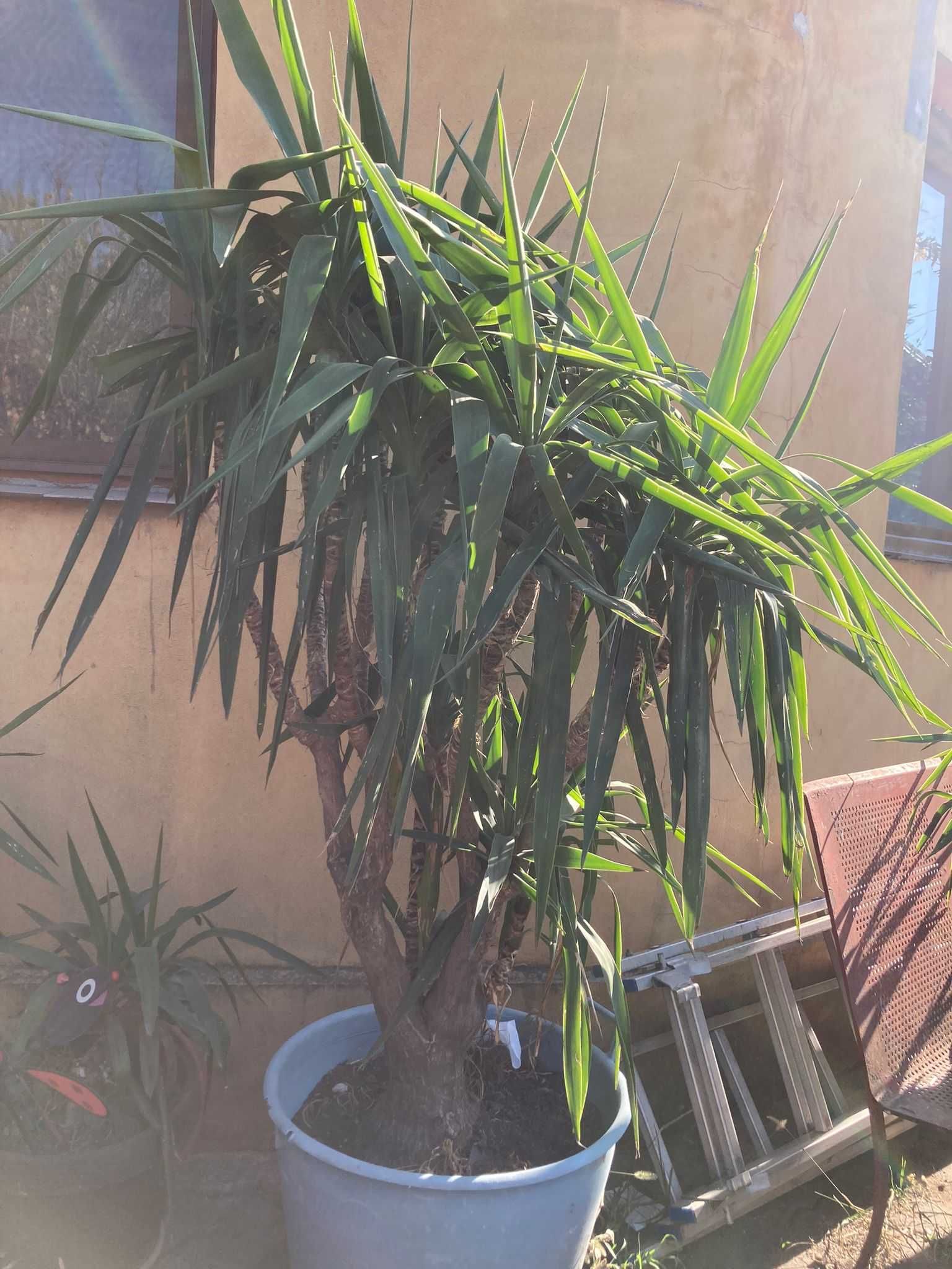 Plante ornamentale Yucca, diverse marimi, Bucuresti, sect 5