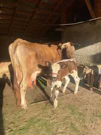 Vaca și vițelușă de vânzare