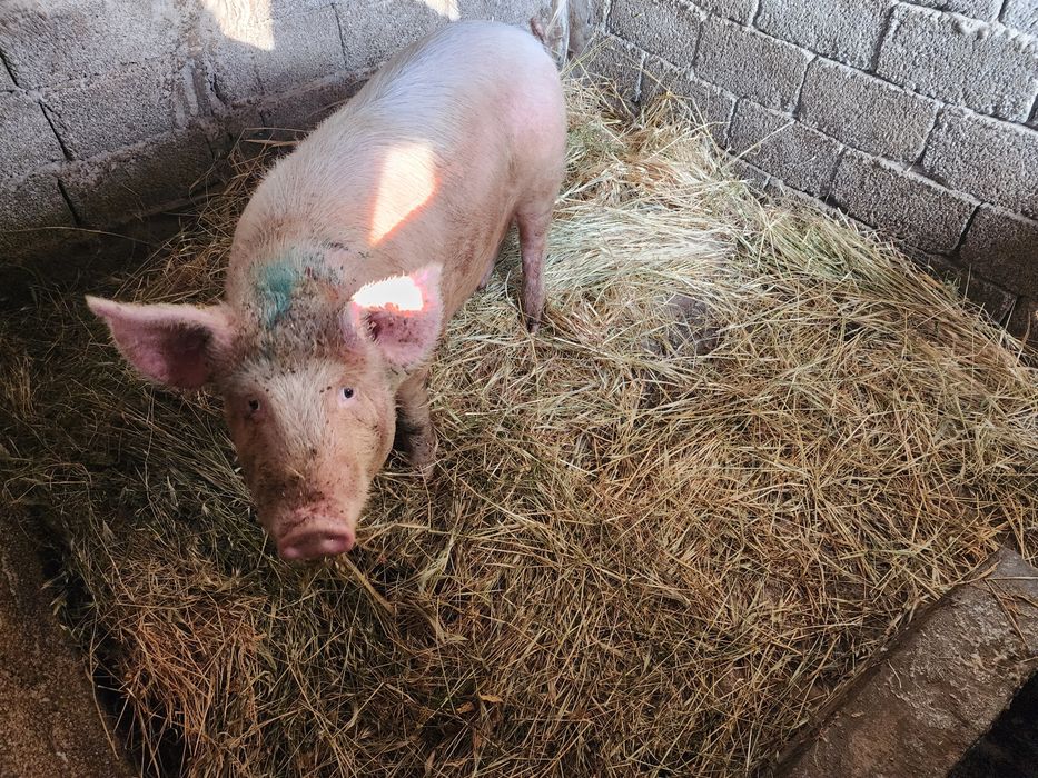 Продаю свиней домашние