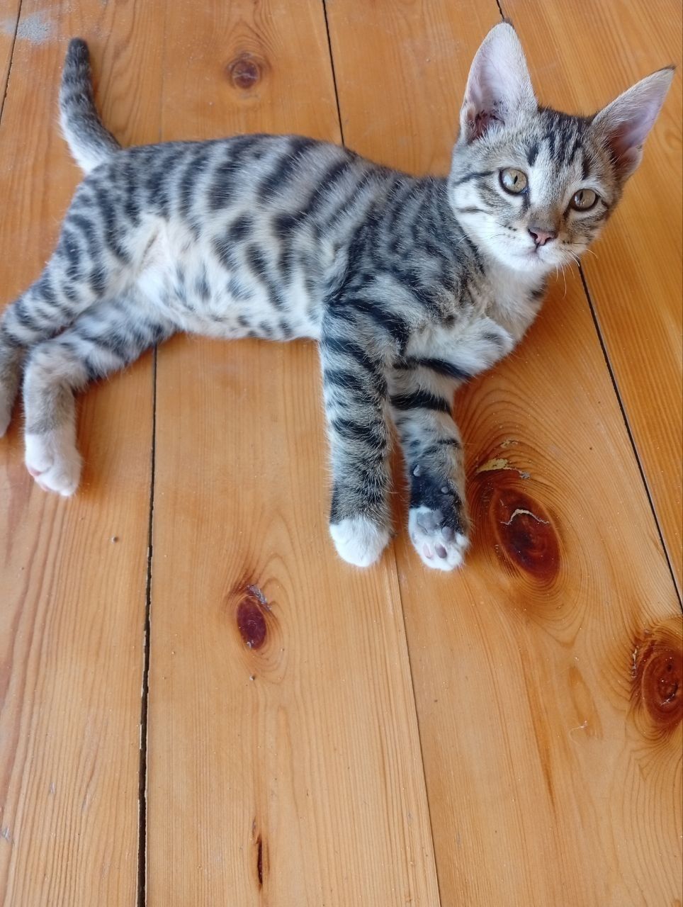Котятки в добрые руки