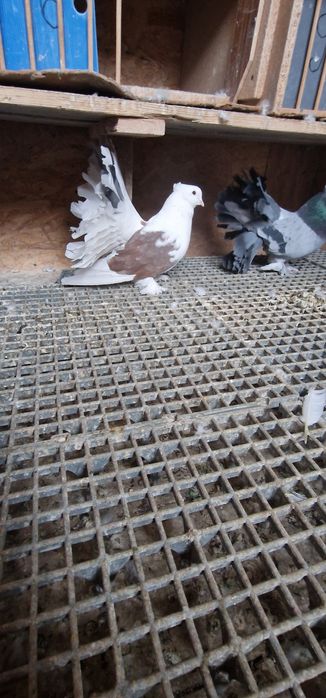 Porumbei votați indieni de vânzare 100lei bucata