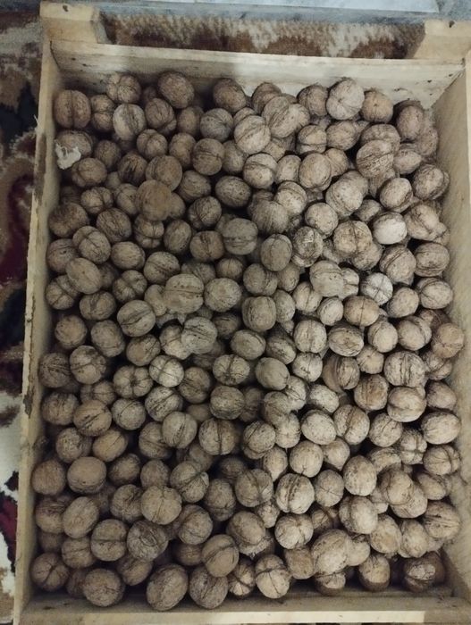 Орех Жангак дамашный