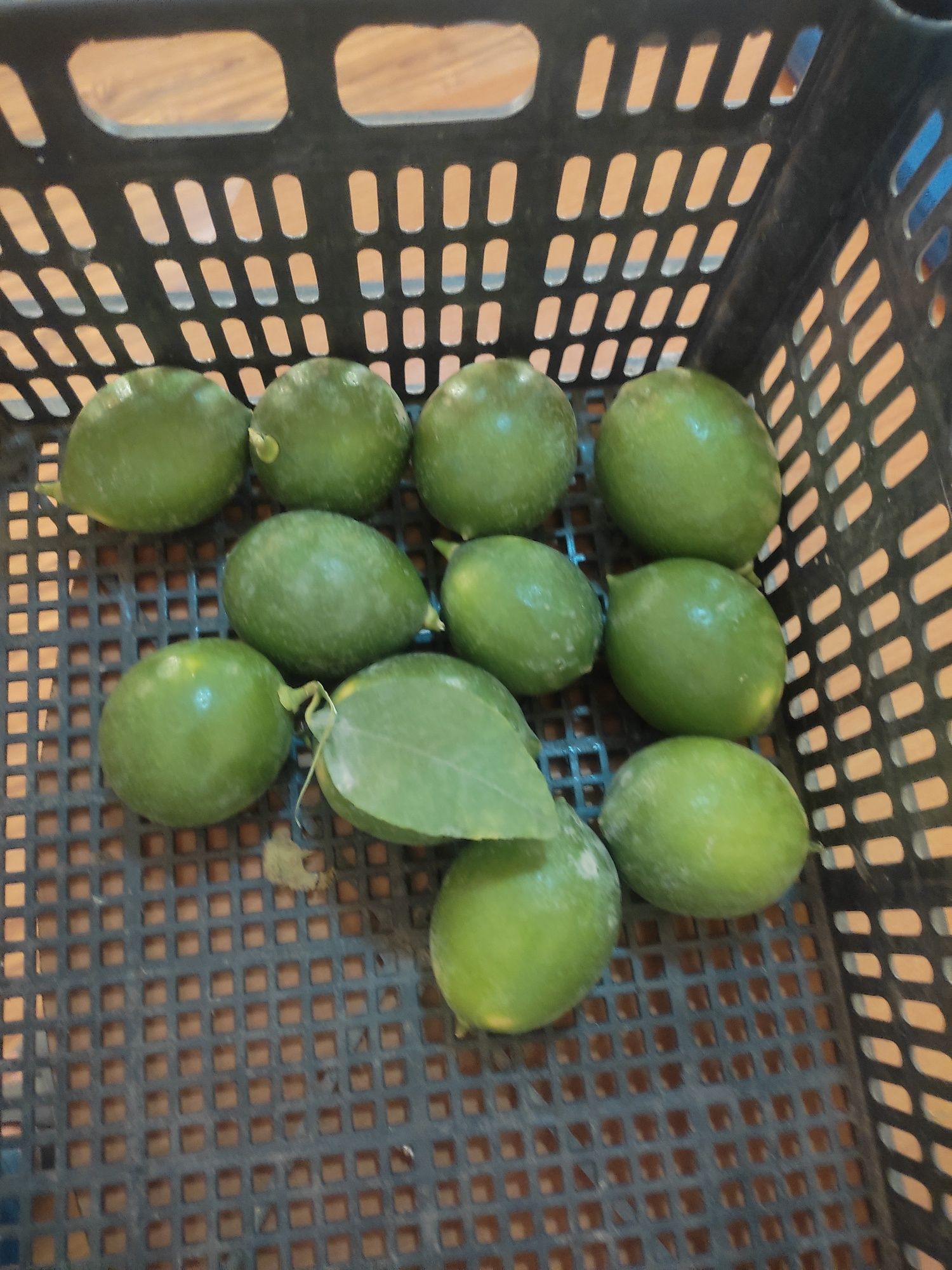 Limon koʻchatlari 28000 sum