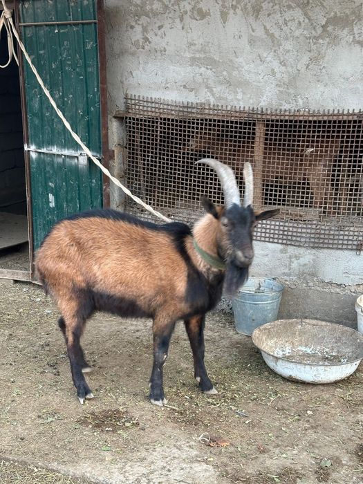 Козы продам. Ешкі сатылады. Срочно!