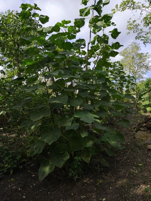 Vând copaci paulownia