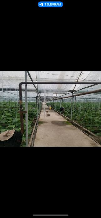 Ишлаб чикариш нотурар 1,1 гектар срочно кадвстри билан  Супер  томонда