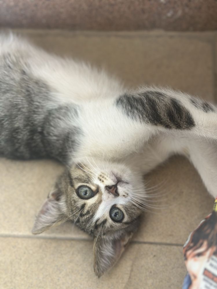 Малко котенце си търси дом