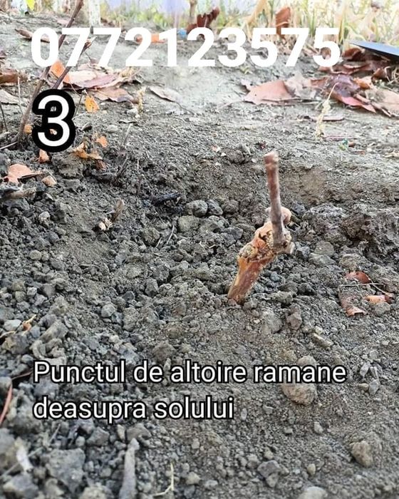Butasi vita de vie hibrid %