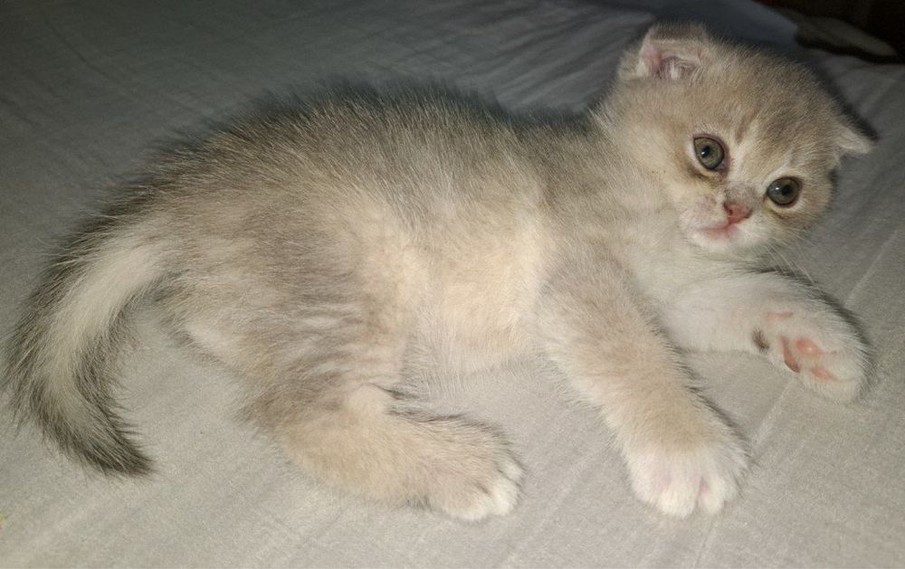 продяется котята в хорошие руки