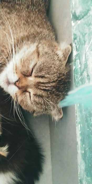 Передержка гостинница для Ваших питомцев кошек собак мелких пород